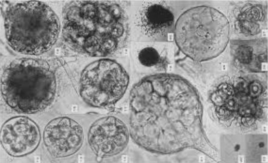 Представитель Семейства Pontismataceae